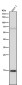 Anti-Histone H3 (acetyl K9) Rabbit Monoclonal Antibody